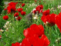  Klatschmohn 